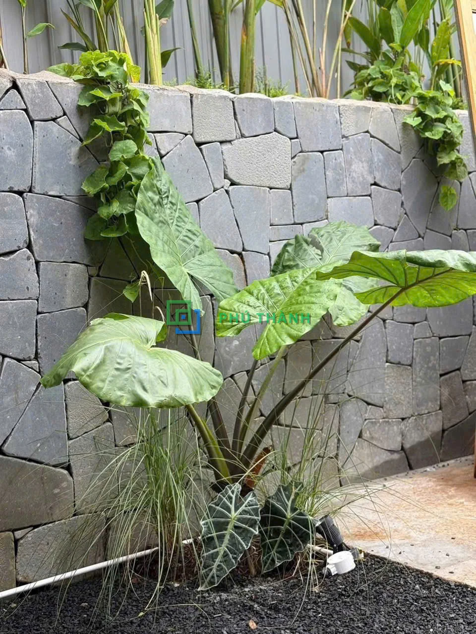 Tường đá bazan đen sân vườn có cây cảnh